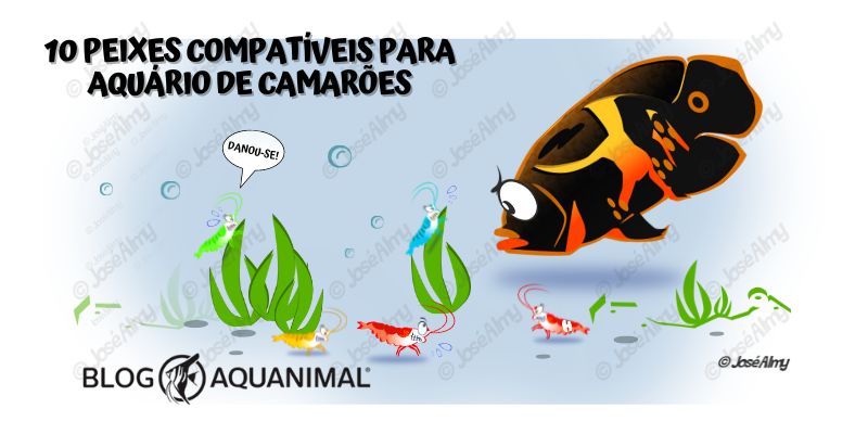 10 Peixes compatíveis com camarões Neocardinas