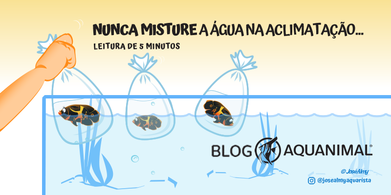 Nunca misture a água na aclimatação do seu novo peixe!