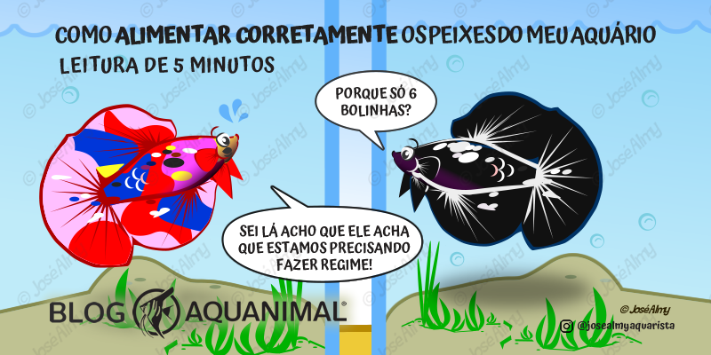 Como alimentar corretamente os peixes do meu aquário?