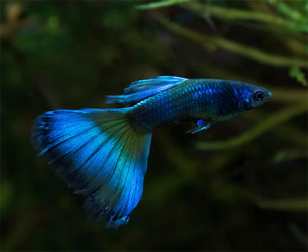 Guppy <b>MOSCOW BLUE</b> (Poecilia reticulata) TRIO (1 macho e 2 fêmeas)