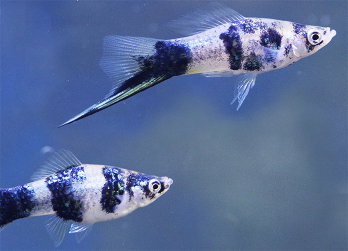 Espada <b>MÁRMORE BLACK</B> (Xiphophorus helleri) 4 a 5 cm