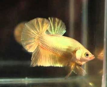 Betta <b>PLAKAT GOLD 24K</b> (Betta splendens) MACHO (liberação 14/09)
