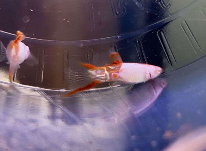 Guppy <b>Endler SILVERADO ALBINO SNAKE RED LYRETAIL</b> (Poecilia reticulata) CASAL