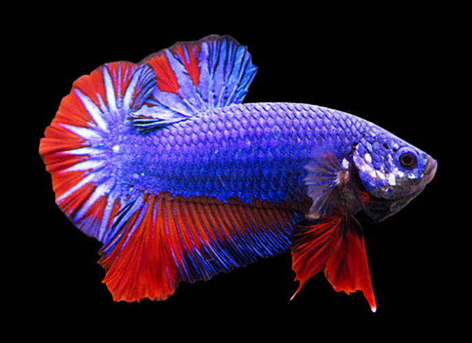Betta <b>PLAKAT FANCY BLUE BICOLOR</b> (Betta splendens) MACHO<br>Lote com 3 meses de idade já em condição de reprodução, alimentados com alimento Bassleer tamanho L<br>Peixes de linhagem com alguns individuos ainda em fase de mutação de cor