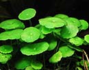 Planta Pote Hydrocotyle verticillata