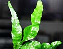 Planta Pote Microsorium WAVE LEAF - muda NOVO