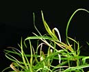 Planta Pote Juncus repens