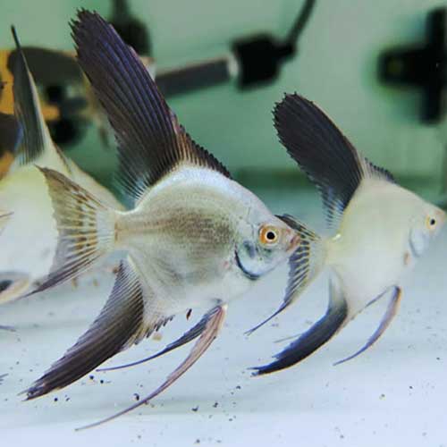 Acará Bandeira <b>BULGARIAN GREEN SEAL POINT</b> (Pterophyllum scalare)  5 a 6 cm<BR>Atingem 15 a 20 cm quando adultos, recomendado pH entre 6.8 e 7.4 e alimento Bassleer tamanho L