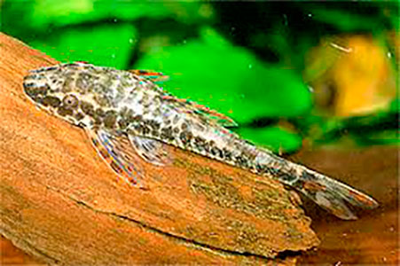 Limpa Vidro <b>PARATOCINCLUS CAUDA VERMELHA</b> (Paratocinclus maculicauda) 4 cm<br>Atinge 6 cm quando adulto - Recomendado mín de 20 graus C de temperatura