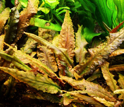 Planta Pote Cryptocoryne Wendtii Tropica - vasinho NOVO