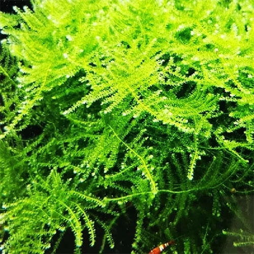 Planta Pote Musgo NAMBEI MOSS - vasinho NOVO