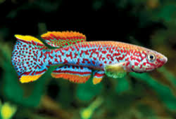 Killifish <b>GARDNERI</b> (Fundolopanchax gardneri) CASAL