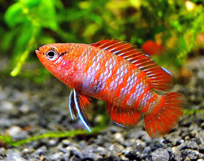 Badis <b>RED SCARLET</b> (Dario dario) 1 cm MACHO (Venda somente pelo site)