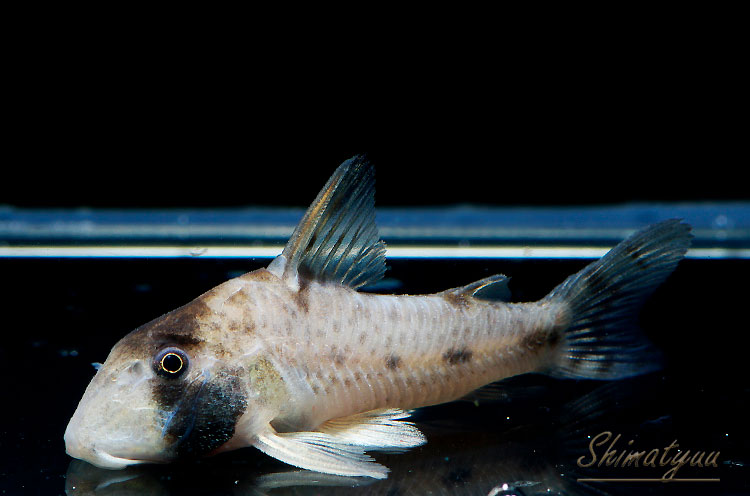 Corydora <b>ZORRO</b> (Corydoras rikbatsa) 3 cm RARIDADE