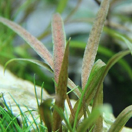 Planta Pote Cryptocoryne ALBIDA - vasinho