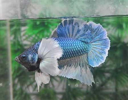 Betta <b>DUMBO PLAKAT BLUE</b> (Betta splendens) MACHO<br>3 meses em condição de reprodução, alimentados com Bassleer tamanho L<br>Peixes de linhagem com alguns individuos ainda em fase de mutação de cor