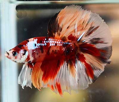Betta <b>LONGTAIL KOI CANDY</b> (Betta splendens)  MACHO