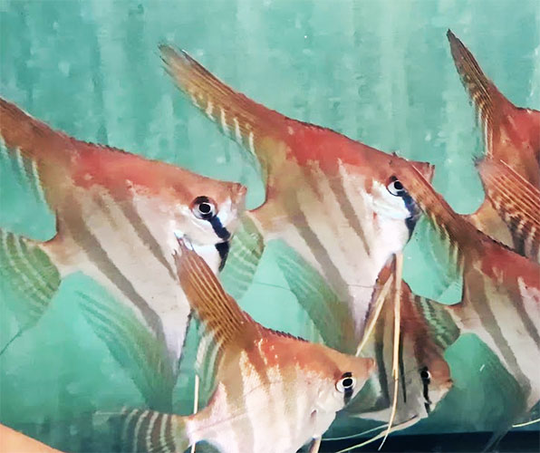 Acará Bandeira <b>ALTUM SANTA ISABEL</b> (Pterophyllum scalare) 15 a 20 cm - alimentando Bassleer tamanho M