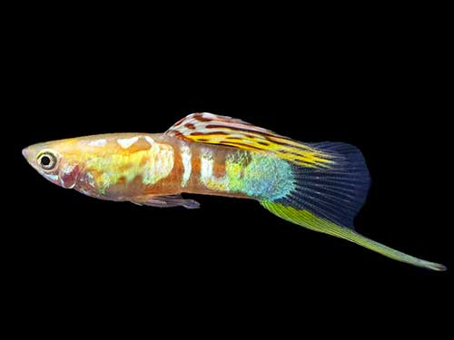 Guppy <b>VIENNA GOLD BOTTOM SWORD</b> (Poecilia reticulata) TRIO