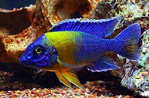 Aulonocara BICOLOR <b>MAULANA</b> (Aulonocara maulana) 6 a 7 cm MACHO