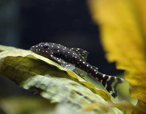 Limpa Vidro <b>PARATOCINCLUS HAROLDOI</b> (Paratocinclus haroldoi) 3 cm<br>Atinge 4 cm quando adulto - Recomendado mín de 26 graus C de temperatura