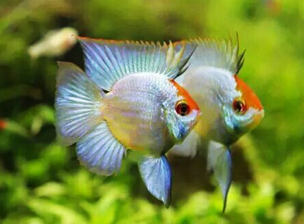 Ramirezi <b>BALÃO KOI</b> (Mikrogeophagus ramirezi) 3 a 4 cm (SEM SEXO DEFINIDO)