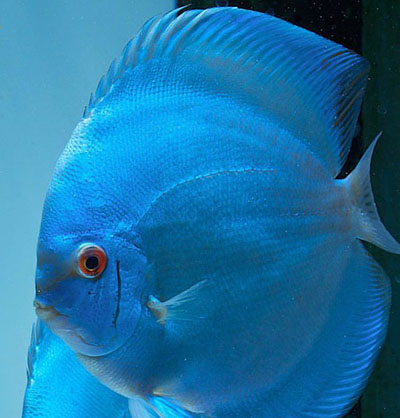 Acará-Disco <b>BLUE DIAMOND</b> (Symphysodon discus) MATRIZ