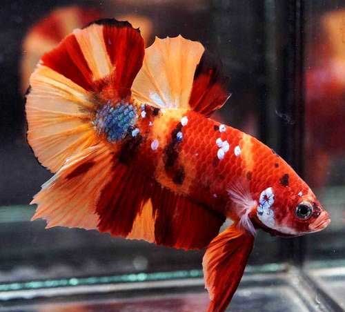Betta <b>PLAKAT KOI CANDY NEMO MULTICOLOR</b>  (Betta splendens) MACHO<br>Lote com 3 meses de idade já em condição de reprodução, alimentados com alimento Bassleer tamanho L<br>Peixes de linhagem com alguns individuos ainda em fase de mutação de cor