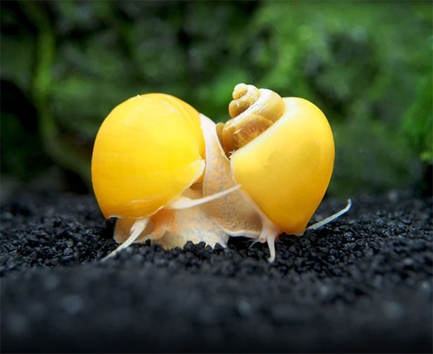 Molusco <b>ALBINO</b> (Pomacea bridgesi) CRIADO LOTE COM 5