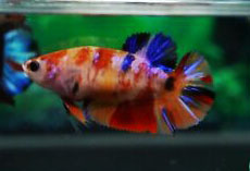 Betta <b>LONGTAIL KOI CANDY</b> (Betta splendens) FÊMEA