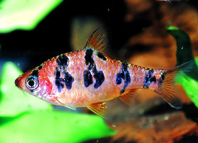 Barbus <b>RED BANDED</b> (Puntius rhomboocellatus) 5 cm<br>Atinge tamanho máx 6 cm - Recomendado pH 6.6 e 7.2 e temperatura 25 C de temperatura<br>Alimento Bassleer tamanho M