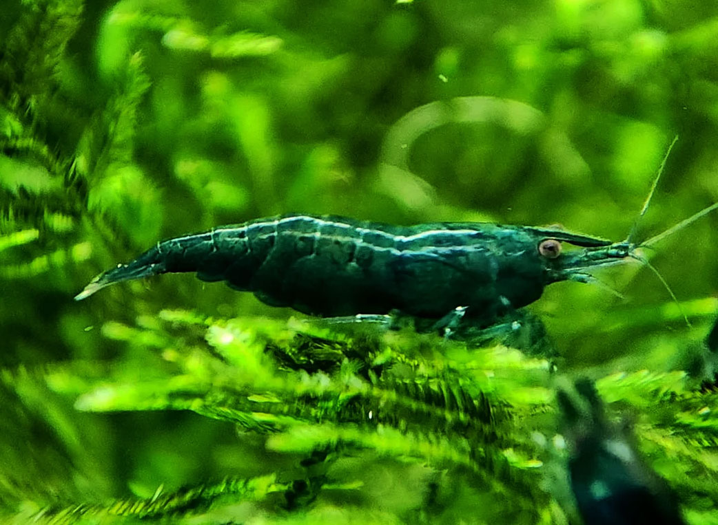 Camarão <b>GREEN JADE</b> (Neocaridina sp.) 1 cm- Lote c 3 un FRETE ECONOMICO<br>Camarões jovens sem sexo definido, pH 7.2 e GH 3, alimentados com Bassleer Shrimp<br>Recomendamos para aquários de camarões os peixes do grupo NANO PEIXES confira em água doce