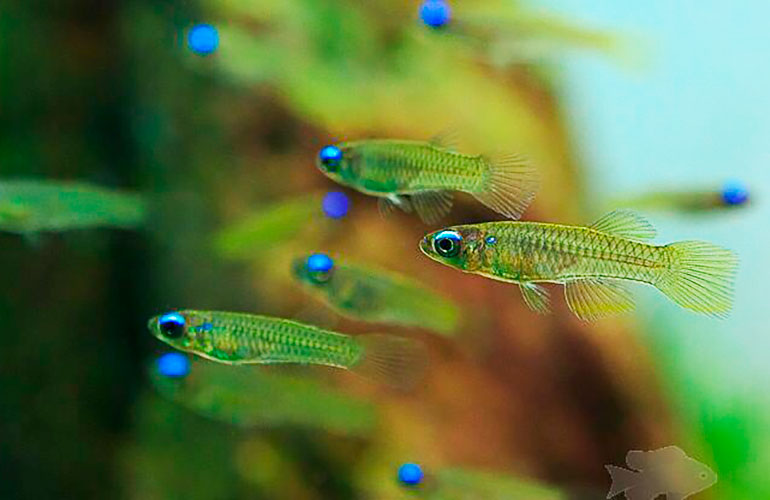 Killifish <b>LAMP EYE</b> (Poropanchax normani) 2 cm CRIADO (Lote com 5) Frete econômico