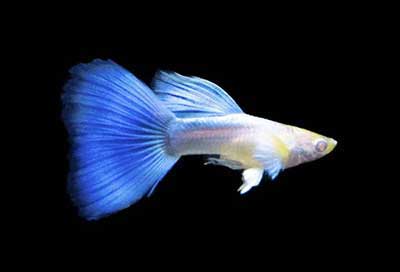 Guppy BLUE SKY ALBINO DELTA (Poecilia reticulata) TRIO (Linhagem pura selecionada)