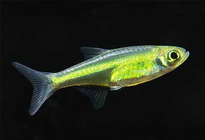 Rasbora <B>GREEN NEON</B> (Microrasbora Kubotai)  2 cm RARO