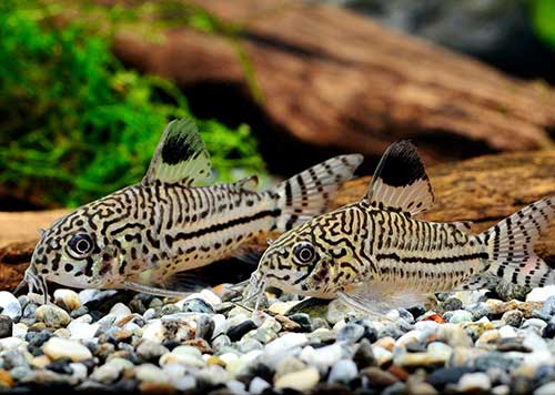 Corydora <b>JULII TRILINEATUS </b> (Corydoras julii) 3 cm<br>Tamanho máximo 4 cm - Recomendado pH 6.8 a 7.2 e temperatura 22 a 28 graus celsius<br>Alimento Bassleer qualquer modelo tamanho M