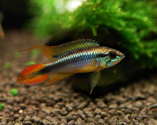 Apistogramma <b>AGASSIZI RED TAIL</b> (Apistogramma agassizi) 4 cm FEMÊA