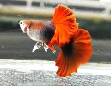 Guppy <b>HALF BLACK RED ROSE ROUND TAIL</b> (Poecilia reticulata) CASAL