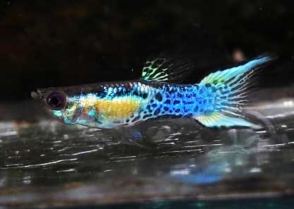 Guppy <b>Endler JAPAN BLUE SNAKE LYRA</b> (Poecilia reticulata) MACHO<BR>Linhagem pura selecionada, recomendado alimento Bassleer tamanho M