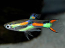 Guppy <b>Endler RAINBOW BLACK BAR</b> (Poecilia reticulata) MACHO 1 cm