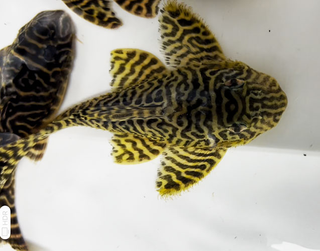 Cascudo <b>L 333 KING ZEBRA YELLOW</b> (Hypancistrus sp. L333) 8 a 12 cm<br>Atinge 12 cm quando adulto - Recomendado mín de 28 graus C de temperatura