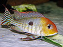 Ciclídeo Americano <b>GEOPHAGUS RED CAP</b> (Geophagus megasema) 5 cm