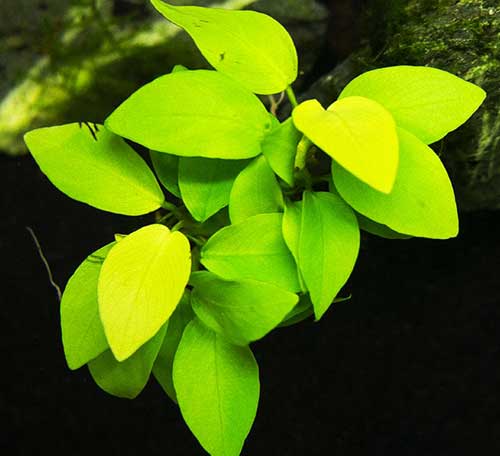 Planta Pote Anubias barteri NANA PETITE GOLDEN - Muda