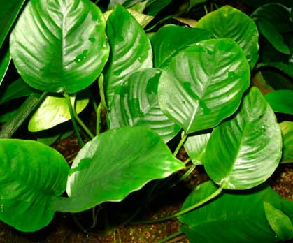 Planta Pote Anubias sp GABON - Muda NOVIDADE