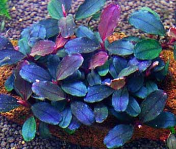 Planta Pote Bucephalandra sp. BROWNIE PHANTON - muda