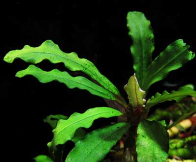 Planta Pote Bucephalandra sp. NEO AMANDA - muda