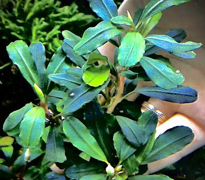 Planta Pote Bucephalandra sp. SYNTANG - muda