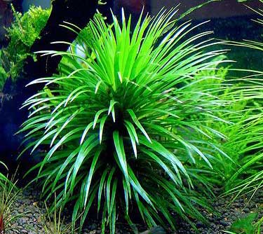 Planta Pote Ericaulon sp. VIETNAM - muda NOVIDADE