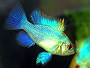Ramirezi ELETRIC BLUE (Mikrogeophagus ramirezi) 3 a 4 cm CASAL