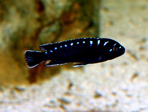 Elongatus <b> NEON SPOT </b> (Pseud. elongatus) 3 a 4 cm